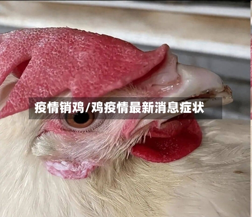 疫情销鸡/鸡疫情最新消息症状-第2张图片