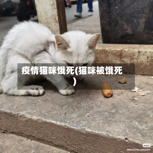 疫情猫咪饿死(猫咪被饿死)