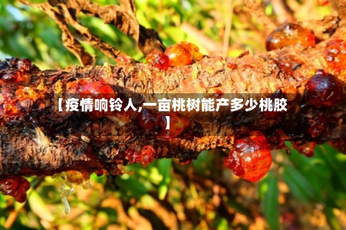 【疫情响铃人,一亩桃树能产多少桃胶】