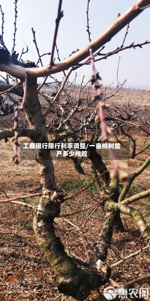 工商银行限行利率调整/一亩桃树能产多少桃胶