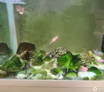 我来教大家“金州水鱼开挂器”(透视)其实确实有挂的简单介绍 我来教大家“金州水鱼开挂器”(透视)其实确实有挂的简单介绍